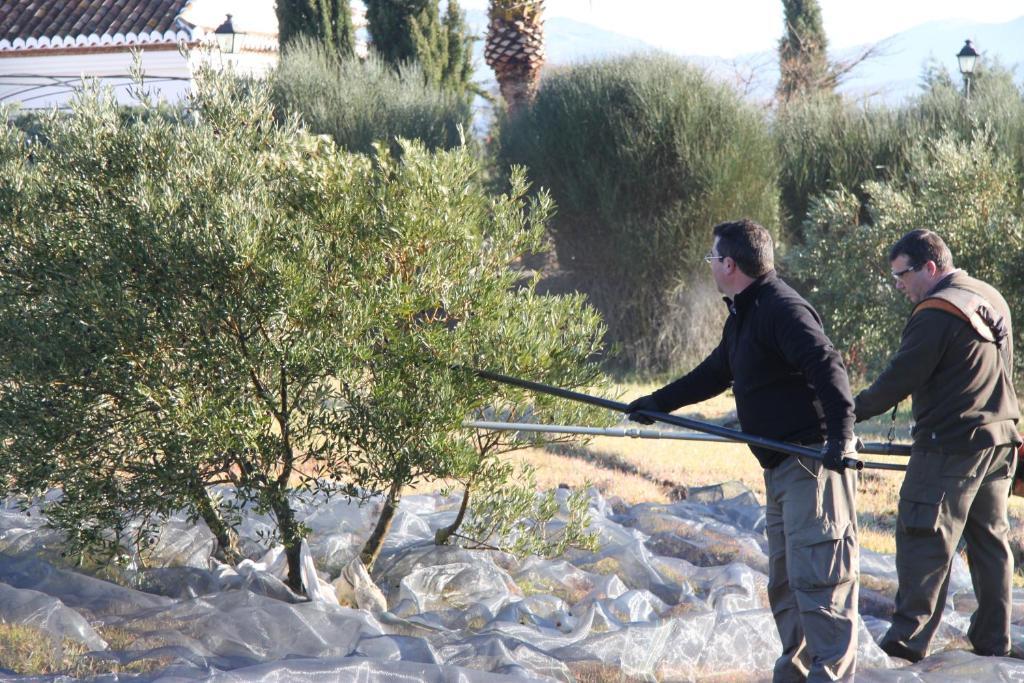 Villanueva del Rosario Cortijo Sabilaゲストハウス エクステリア 写真